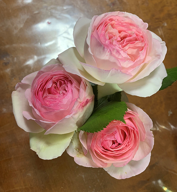 HAIR SALON Rose